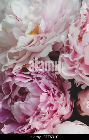 Macro extrême gros plan de fleurs roses et blanches de rose de Noël (Helleborus). Style artistique et poétique. Banque D'Images