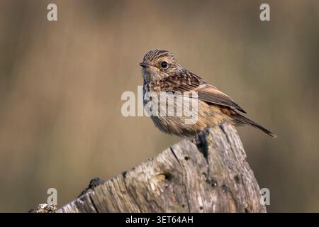 Stonechat juvénile sur les falaises côtières de Cornouailles en sumeertime Banque D'Images