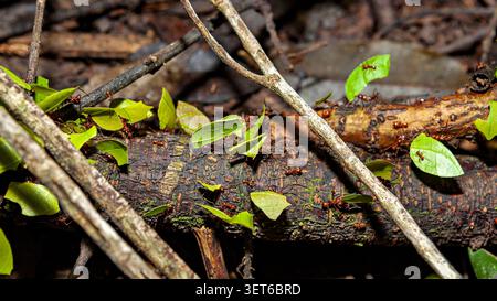 Fourmis Leafcutter dans le bassin amazonien près de Rurrenabaque, Bolivie (genre Atta ou Acromyrmex) Banque D'Images