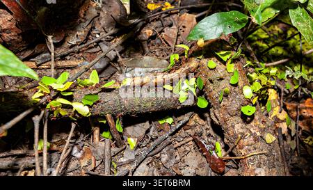 Fourmis Leafcutter dans le bassin amazonien près de Rurrenabaque, Bolivie (genre Atta ou Acromyrmex) Banque D'Images