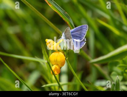 Papillon bleu commun sur le Trefoil Bird's Foot Banque D'Images