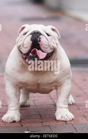 Joyeux Bulldog anglais blanc debout sur le trottoir de briques rouges à l'extérieur Banque D'Images