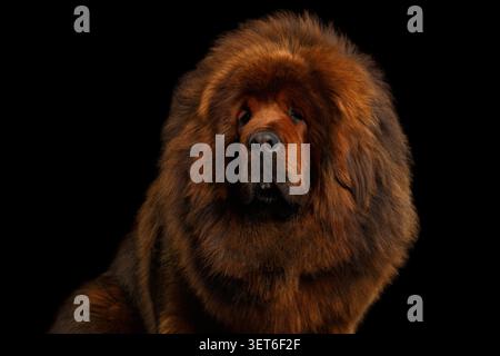 Mastiff tibétain portrait frontal en gros plan avec crinière massive sur fond noir, prise de vue en studio Banque D'Images