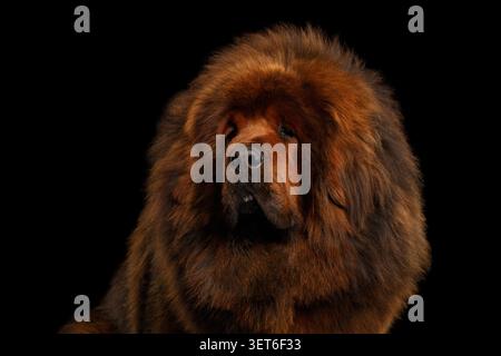Mastiff tibétain portrait en gros plan regardant vers le bas avec crinière massive sur fond noir, prise de vue en studio Banque D'Images