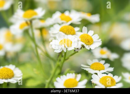 Plan de mise au point sélective horizontale Daisy de plusieurs têtes de fleurs de camomille blanche sur fond vert luxuriant Banque D'Images