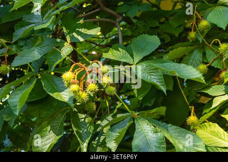 Des grappes de châtaigniers immatures et de grandes feuilles vertes sont éclairées par la chaleur du soleil d'été dans un environnement de parc verdoyant. Banque D'Images