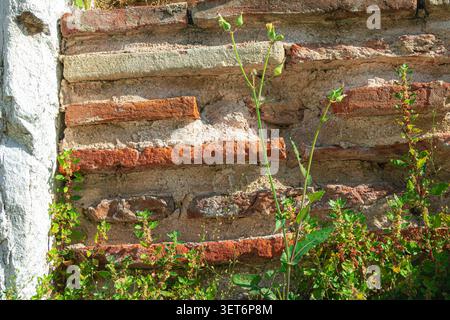 Vieille maçonnerie de briques avec une végétation sauvage émergeant de fissures et de murs détériorés, illustrant la décomposition, la nature récupérant l'architecture et le textu vieilli Banque D'Images