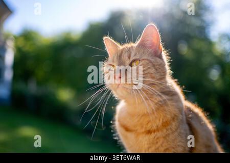 chat orange assis à l'extérieur dans le jardin ensoleillé regardant autour Banque D'Images