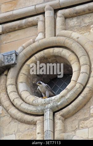 Peregrine (Falco peregrinus) adulte gardant un œil sur leur jeune cathédrale de Norwich Norfolk juin 2026 Banque D'Images
