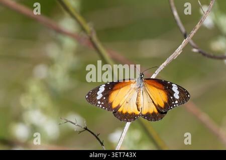 Papillon de Tigre plaine, également connu sous le nom de reine africaine ou monarque africain (Danaus chrysippus), perché au soleil, Australie méridionale, Australie méridionale. Banque D'Images