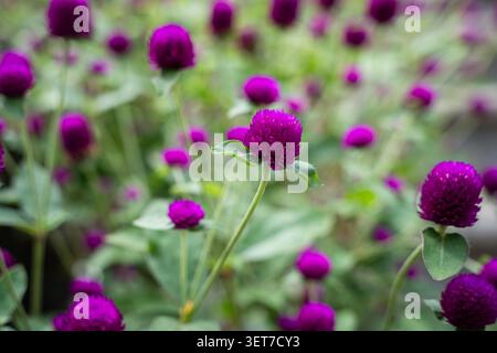 Gros plan de fleurs d'amarante violettes éclatantes. De belles fleurs de gomphrena globosa sous une lumière naturelle douce avec un fond vert flou luxuriant. Banque D'Images