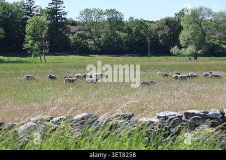 Moutons qui paissent dans un pâturage clôturé près de Hoburgen, dans le sud de Gotland, en Suède, avec un paysage côtier en arrière-plan. Banque D'Images