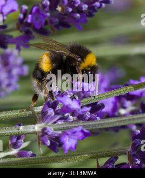 Bumble BeeBombus Terrestris sur Lavender Banque D'Images