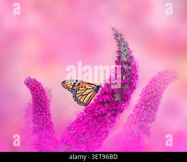 Papillon monarque (Danaus plexippus) se nourrissant de Butterfly Bush Banque D'Images