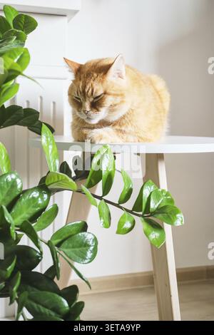 Le chat au gingembre dort les yeux fermés sur une table d'appoint blanche à côté d'une plante d'intérieur verte Banque D'Images