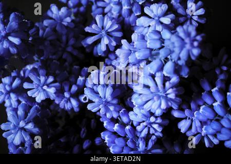 Photo de fleurs de muscari en violet bleu riche sur fond noir, macro photographie avec bokeh doux Banque D'Images