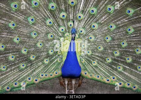 Un paon mâle brillant étend sa belle queue comme un éventail. La queue est montrée en gros plan. Le paon montre son plumage lumineux, avec Bright Blue Banque D'Images