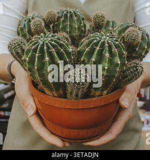 Une femme tient un grand cactus vert dans un pot avec les deux mains. Le concept de belles plantes d'intérieur comme cadeau, passe-temps, style de vie Banque D'Images