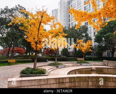 Scène d'automne dans un parc de la ville avec des feuilles jaunes et des bâtiments en arrière-plan pendant un matin brumeux Banque D'Images