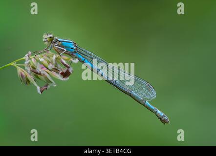 Lule bleue commune ; (Enallagma cyathigerum) Somerset, Royaume-Uni Banque D'Images