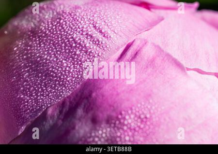 Ce gros plan capture la beauté d'un pétale de pivoine rose orné de gouttes de rosée étincelantes à la lumière du matin Banque D'Images