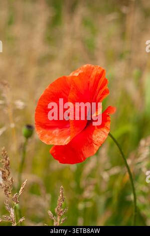 Une magnifique fleur de pavot rouge se dresse au milieu des herbes douces et dorées, capturant la beauté de la nature Banque D'Images