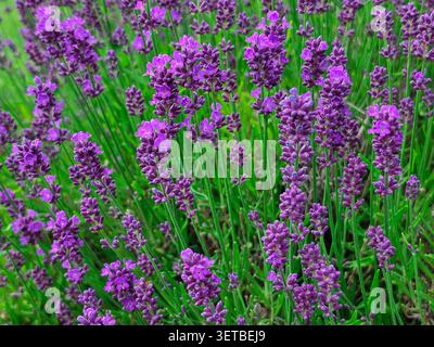 Champ de lavande fleuri avec des fleurs violettes vibrantes et des plantes aromatiques de jardin d'été Banque D'Images
