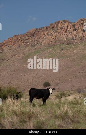 Vache noire debout dans un champ de montagne herbeux Banque D'Images