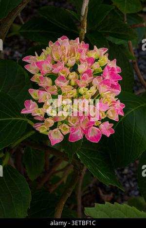 Gros plan d'une fleur d'hortensia rose fleurissant dans un jardin entouré de feuilles vertes. Banque D'Images
