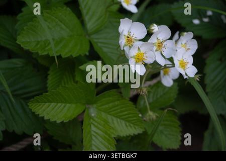 Macro horizontale de fleurs de fraises sauvages en fleurs avec pétales blancs et étamines jaunes, entourées de feuilles vertes dentelées. Idéal pour la recherche de nourriture gui Banque D'Images