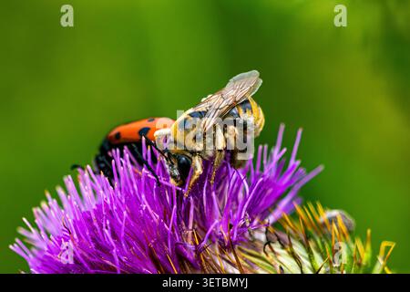Une photo macro d'une abeille collectant du nectar sur des fleurs jaunes vives. Un gros plan de l'insecte pendant la pollinisation contre une nature verte floue BA Banque D'Images