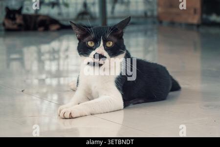 Livre Cat. Gros plan de chat sans abri vivant dans le refuge pour animaux. Concept de refuge pour animaux Banque D'Images