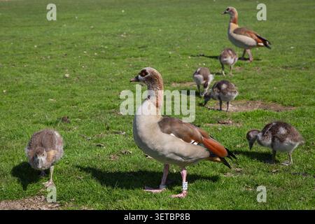 Cette belle photographie de la nature capture une famille d'oies égyptiennes sauvages se nourrissant ensemble sur une pelouse verte fraîche au cours d'une journée de printemps ensoleillée. L'appareil photo effectue une mise au point nette sur un grand oiseau adulte Banque D'Images