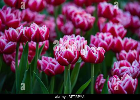 Champ de tulipes roses et blanches fleuries à double pivoine. Gros plan de belles tulipes doubles roses avec des bords blancs fleurissant dans un jardin de printemps sélectif foc Banque D'Images