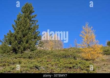 Arbres alpins montrant le changement de feuillage saisonnier sur une colline ensoleillée sous le ciel bleu. Banque D'Images