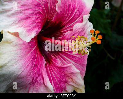 Portrait naturel de plante à floraison presque macro de Hibiscus « Rosa Sinensis » -Tahitian Voltage Bloom. intrigante, absorbante, abstraite, imaginaire, audacieuse Banque D'Images