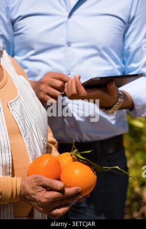 Deux professionnels de l'agriculture collaborent en utilisant la tablette numérique pour les agrumes produisent l'inspection de contrôle de la qualité tout en tenant des oranges biologiques fraîches avec Banque D'Images