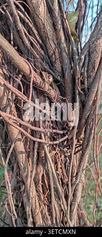 Une vue rapprochée de vignes sèches densément entrelacées et de racines aériennes grimpant sur un tronc d'arbre, avec de petites gousses de graines ou des Galles visibles sur les tiges centrales. Banque D'Images