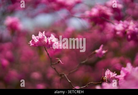 Gros plan de fleurs de rhododendron rose vif en fleurs sur un fond flou doux Banque D'Images