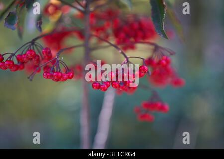 Grappes de baies de viburnum rouge vif suspendues à des tiges sombres avec des feuilles dentelées dans un jardin japonais Banque D'Images