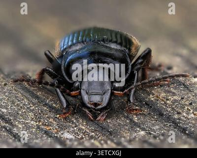 Macro-photographie en gros plan d'un coléoptère noir brillant (Carabidae) rampant sur du bois altéré, montrant des élytres détaillés, des pattes et des antennes dans une sortie Banque D'Images