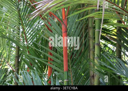 tiges rouges vives de rouge à lèvres ou de palmiers en cire à cacheter rouge dans un riche feuillage tropical vert (gros plan) Banque D'Images