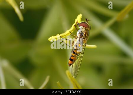 Marmelade Hoverfly (Episyrphus balteatus) se nourrissant de l'anthère d'un agave à queue-de-mouton Banque D'Images