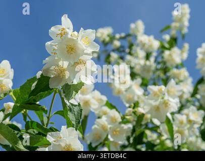 Fleurs de jasmin blanc fleurissant sur un buisson de jasmin (Philadelphus) contre un ciel bleu clair. Cette plante très parfumée est largement connue sous le nom de jasmin de jardin Banque D'Images