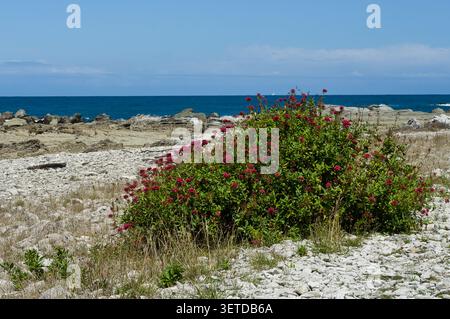 Un arbuste de Valériane rouge, également appelé valériane de l'éperon (Centranthus ruber), poussant sur la côte rocheuse de calcaire de Kaikoura, île du Sud, Nouvelle-Zélande Banque D'Images