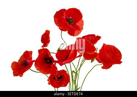 Bouquet de souvenir de fleurs de coquelicot rouge sur fond blanc Banque D'Images