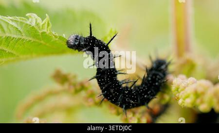 Aglais io, paon européen Inachis papillon chenille noire ortie commune nourrissant Urtica dioica larves larves larves larves stade Lépidoptères mangent Banque D'Images