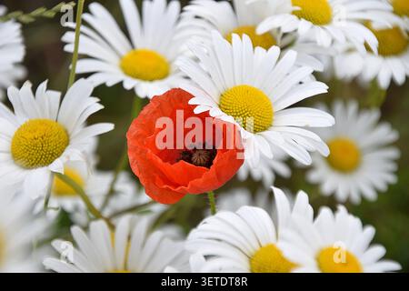 Coquelicot rouge entouré de marguerites blanches dans la prairie d'été Banque D'Images