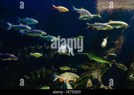 Divers poissons de rivière nagent dans un grand aquarium dans l'océanarium. Banque D'Images