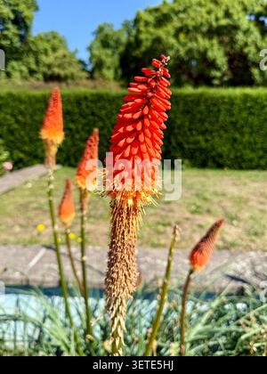 Red Hot Poker (Kniphofia uvaria), également connu sous le nom de lys torche.C'est une plante vivace herbacée qui produit des pointes verticales flamboyantes de fleurs tubulaires Banque D'Images